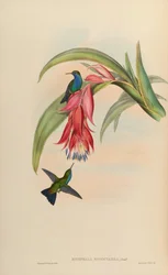 Eucephala hypocyanea